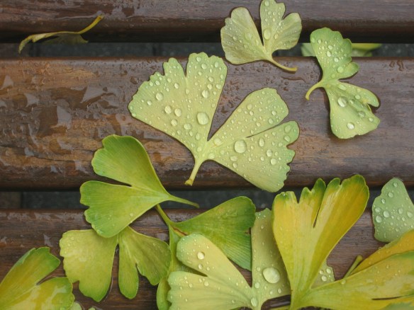 LeavesOnBench wet leaves on bench